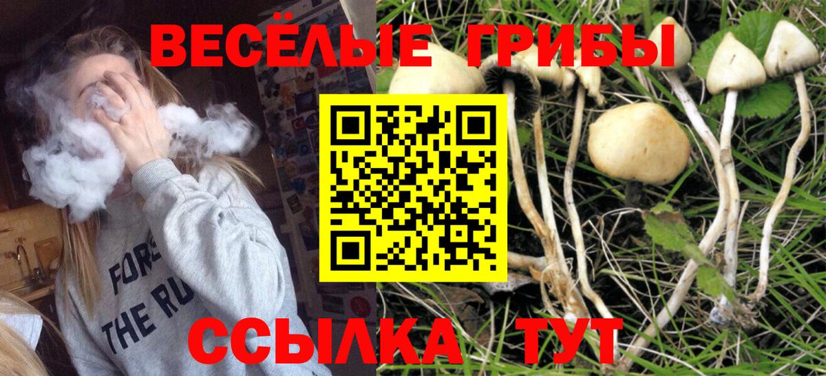 Псилоцибиновые грибы Cubensis  Вход с VPN  Каменск-Шахтинский 